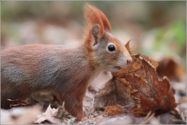 <p>VEVERKA OBECNÁ (Sciurus vulgaris) /Red squirrel - Eichhörnchen/</p>